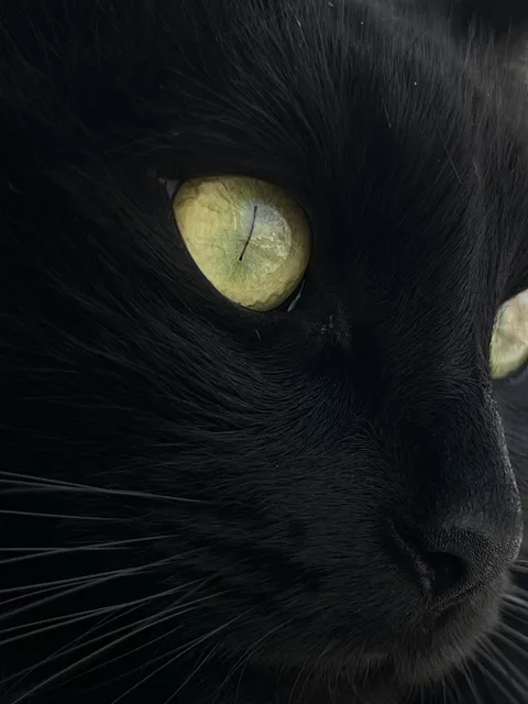 [OC] Saw a picture of a gorgeous cat, here's mine