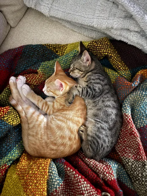 Frey 🩶 &amp; Loki 🧡 doing what they love the most 😅