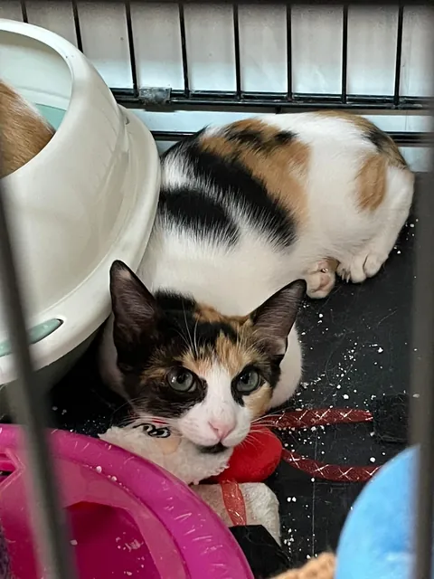 Weekly shelter volunteer: cleaner, not feeder