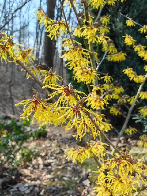 My garden in Serbia 🌿🇷🇸