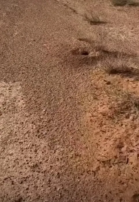 🔥 Lizard gets a little help finding its burrow 
