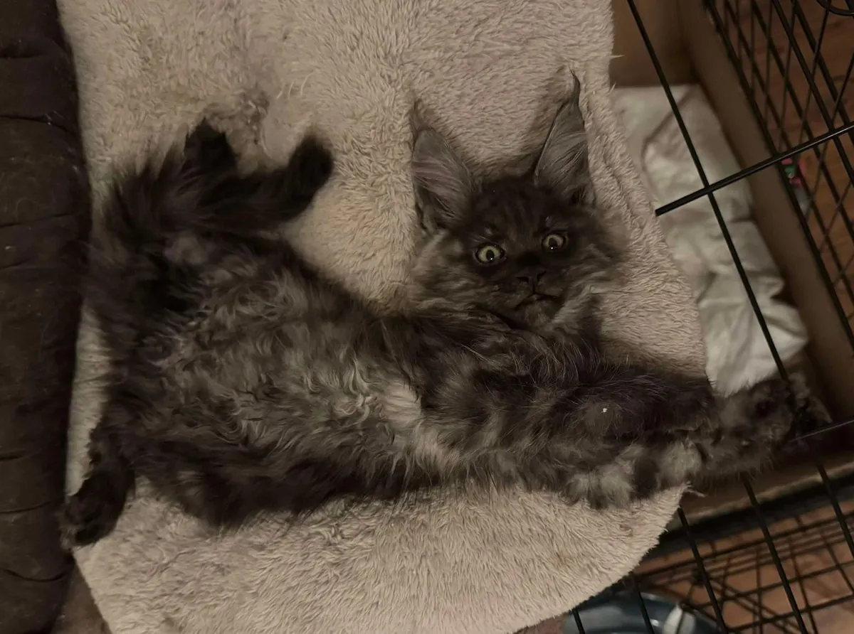 Théoden from 2 to 16 weeks old