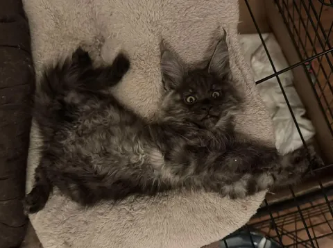 Théoden from 2 to 16 weeks old