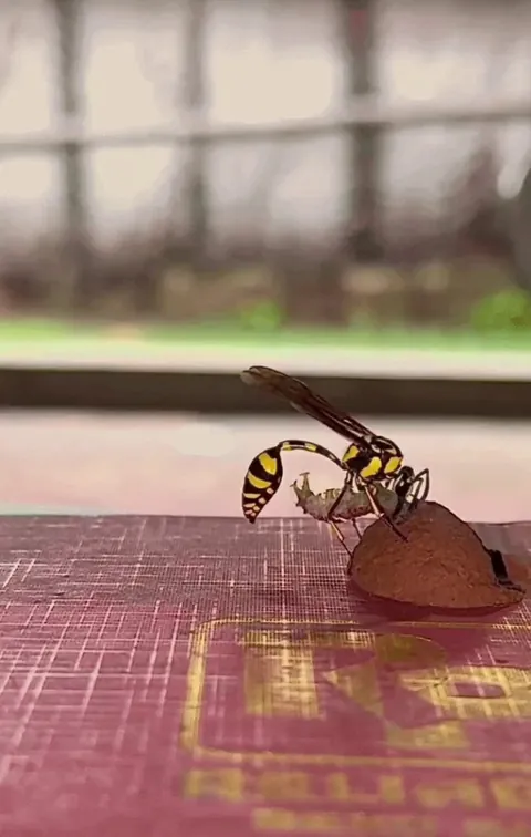 Wasp stuffs a caterpillar into its mud-nest for its young to feed on