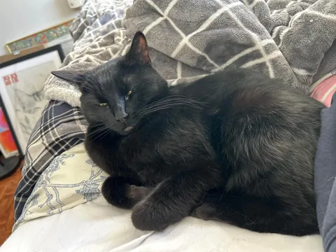 does anyone else’s void cat like to sit at their table