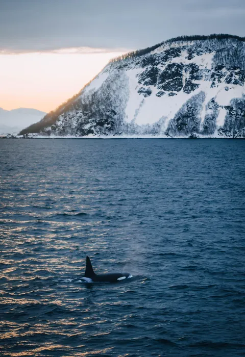 Some of my photos from Tromsø, Norway in mid January