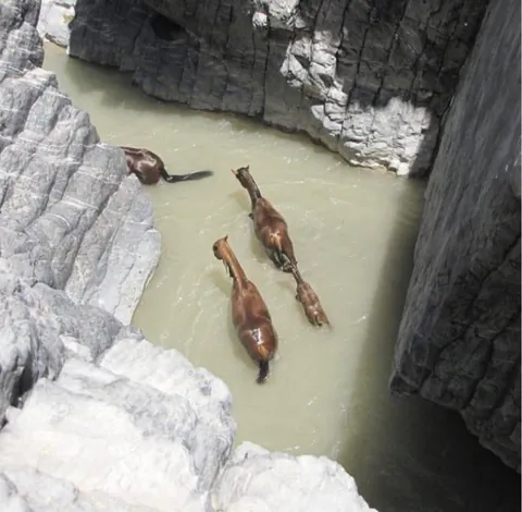 🔥 wild horses crossing a river in Iran