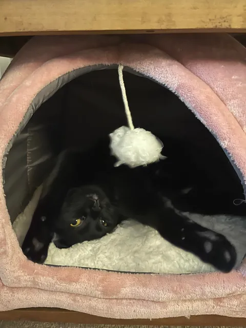 Happy National Black Cat Day to all of your babies 💕