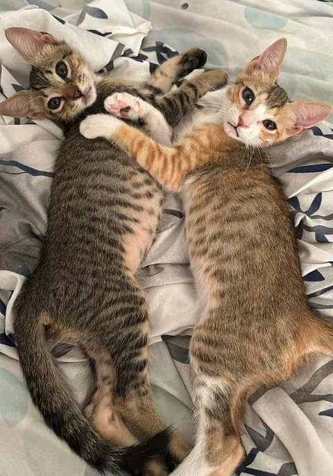 From the streets of Tunisia to the Alps, these two little rescued siblings finally found peace
