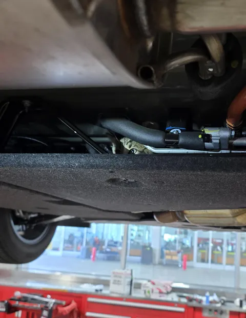 Mechanics found a kitten in the undercarriage of my car