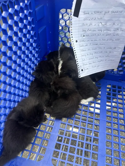 Abandoned mom and kittens