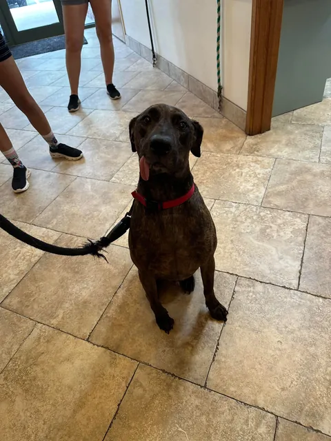 As I was taking my cat to the vet. Saw this guy