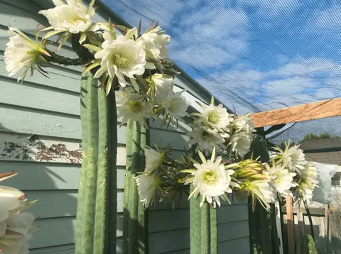 A bit unhinged, yes, but swipe for the flowers