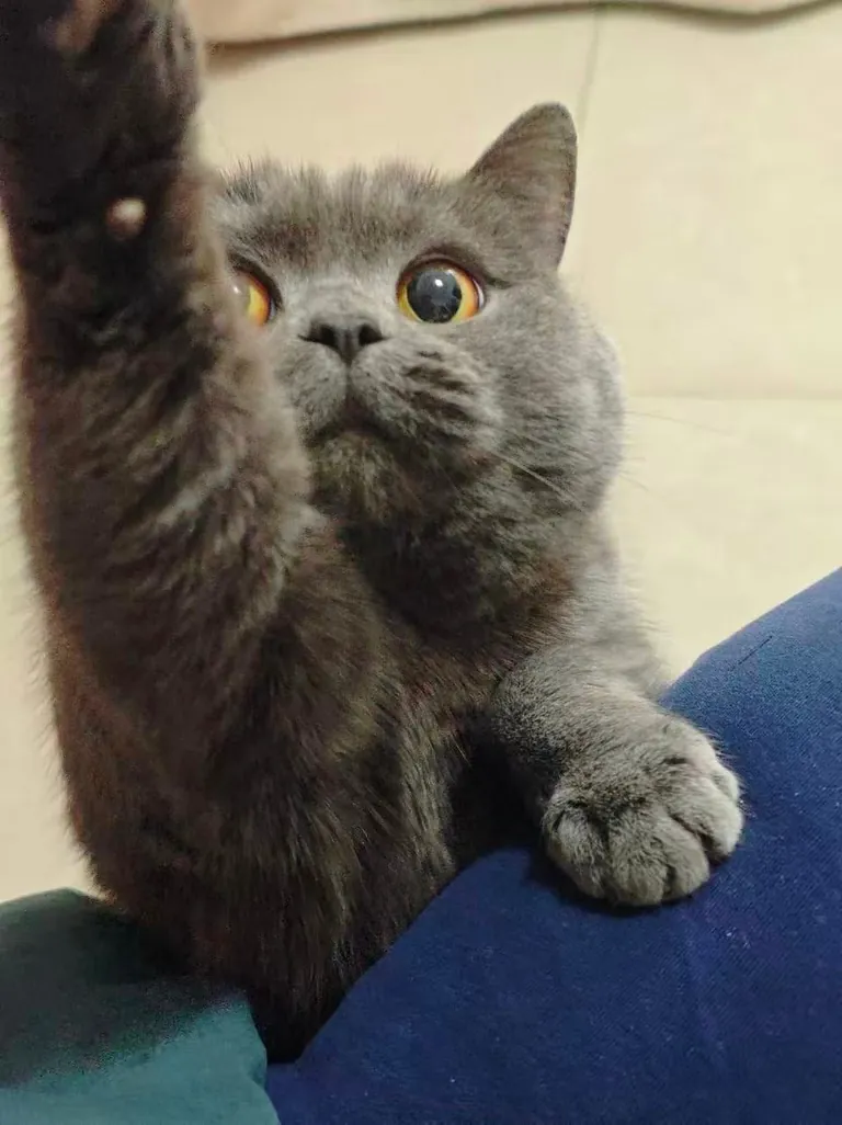 She always tries to get my attention🥺