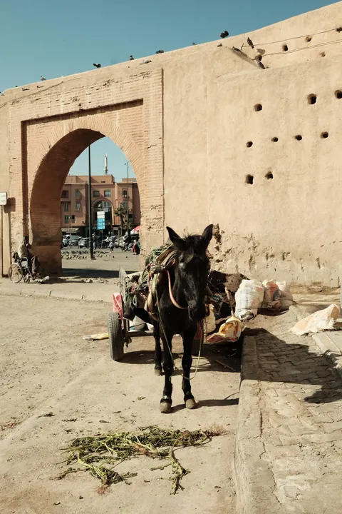 Some photos from my trip to Morocco!