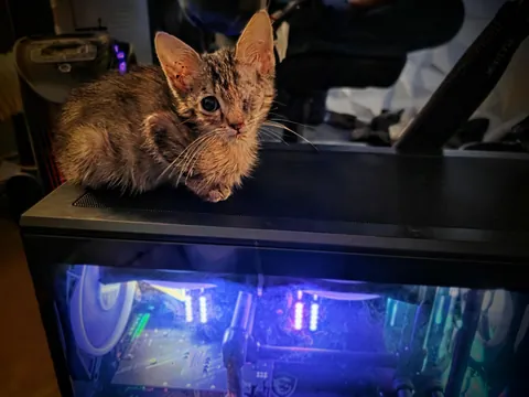 This is a custom-built, liquid-cooled, Threadripper-based, several-thousand-dollar, one-eyed kitten warmer.