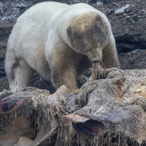 🔥 A massive polar bear that was found eating a whale carcass, Norway.