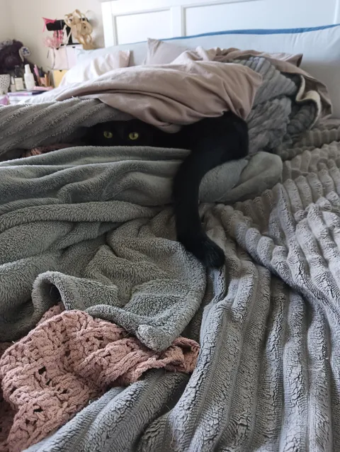 When it's cold out Bambi builds herself little blanket huts.