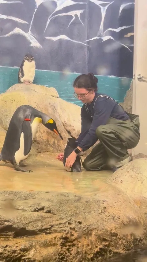 Zookeeper tries tagging new penguin but big dawg isn’t having it 🐧