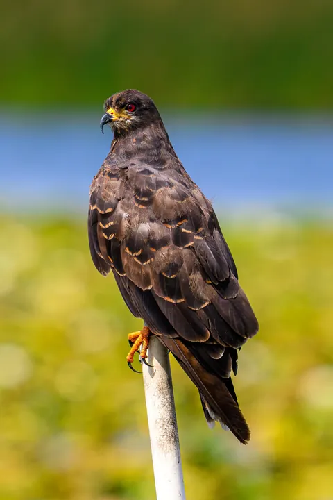 🔥 The Endangered Florida Snail Kite