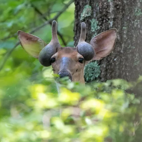 Any idea what’s going on here? Not the prettiest photo, but it’s one of the strangest things I’ve seen in the woods. Bases look normal, but the brow tines are bizarre. Doesn’t match any cactus buck or antlered doe I’ve seen, thoughts?