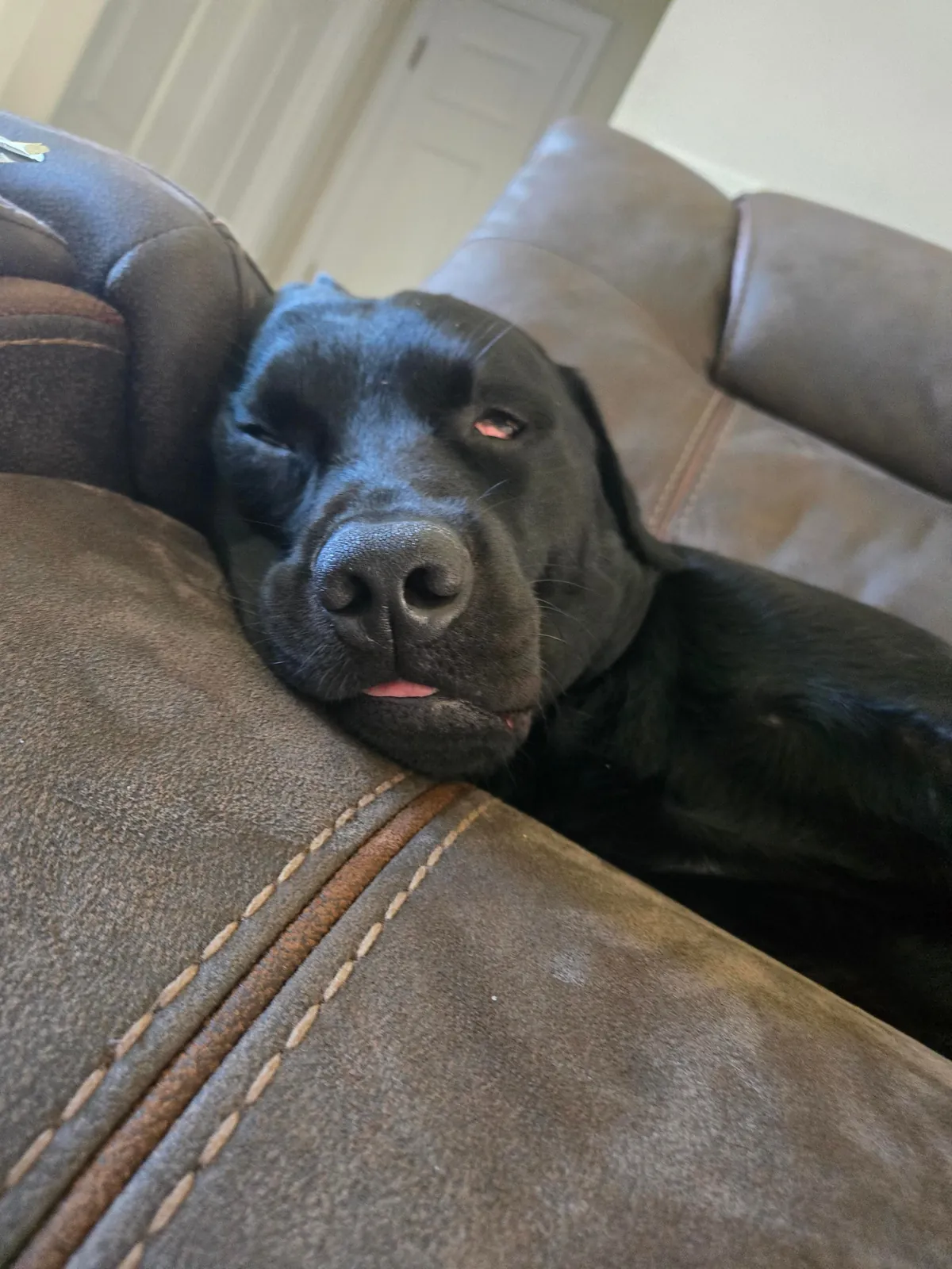 The best pictures of my 3 year old Black Lab!