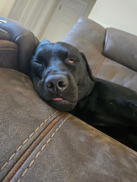 The best pictures of my 3 year old Black Lab!