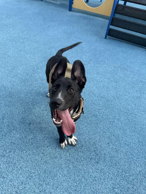 I just want everyone to see how cute my puppy is