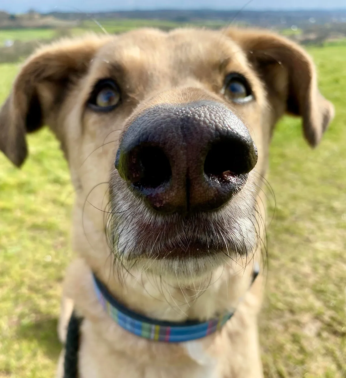 More noses of the dogs I walk