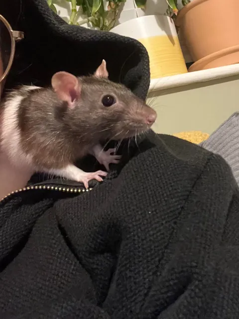 This is Frank. She’s fat. Shame her