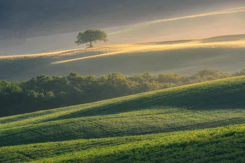 A lone tree growing in a field in Tuscany - [OC 2000x3000] - @gregoire_pns_photography