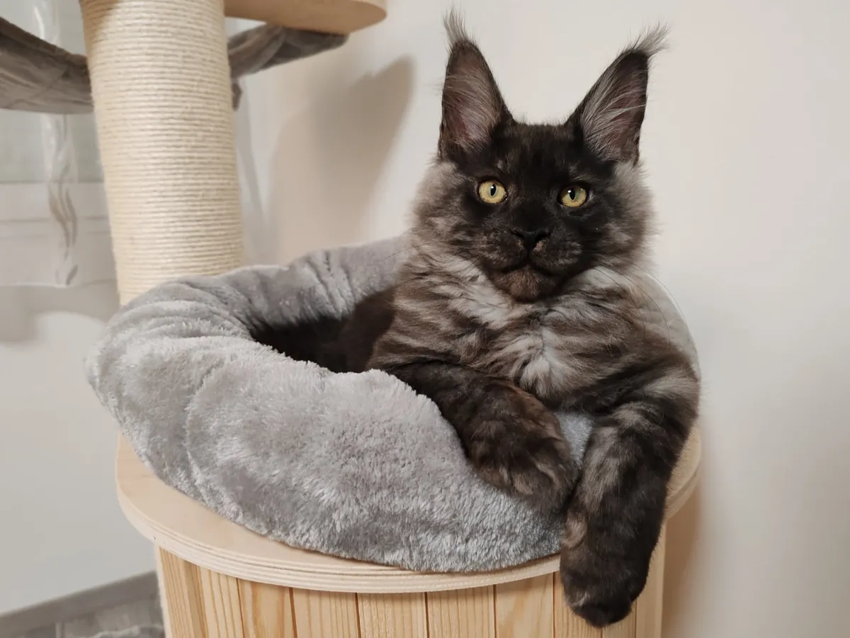 Théoden turned 1 year old.