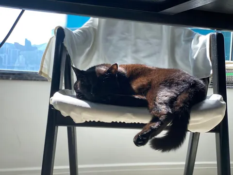 I'll miss you, sweet boy. 💔