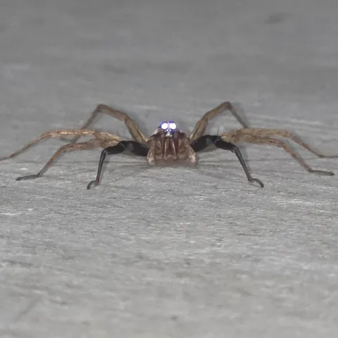Was in garage when this wolf spider dropped by. It was chill and let me take a bunch of close-ups