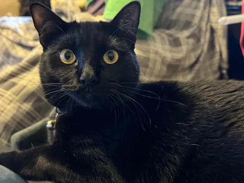 Would You Adopt a Black Cat?🐈‍⬛