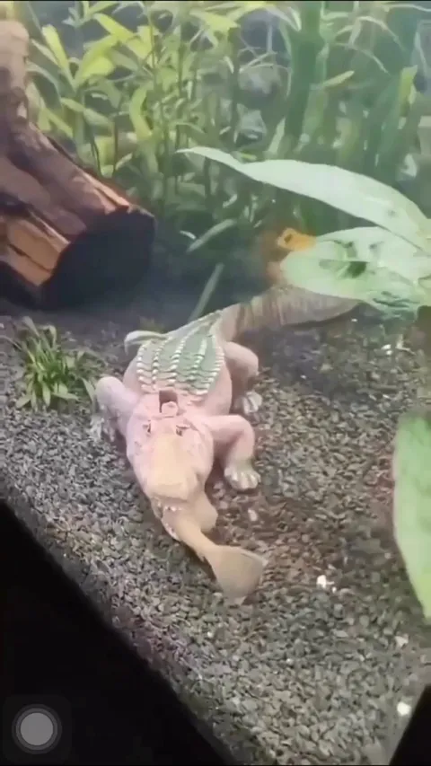 Maybe a decoration change is in order