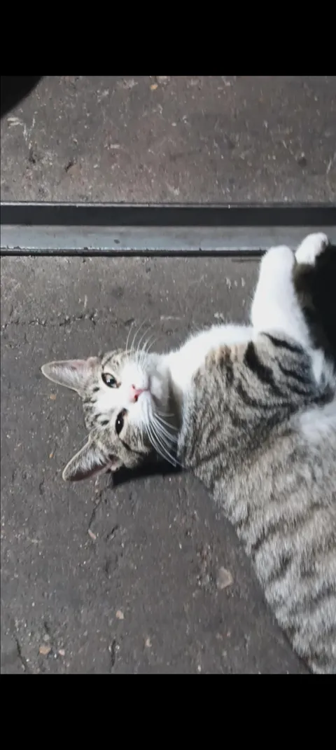 Greetings. How can I stop the boss' son from k*ll*ng this cat?