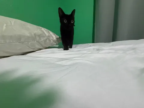 Cutest picture of my cat Ive ever taken.