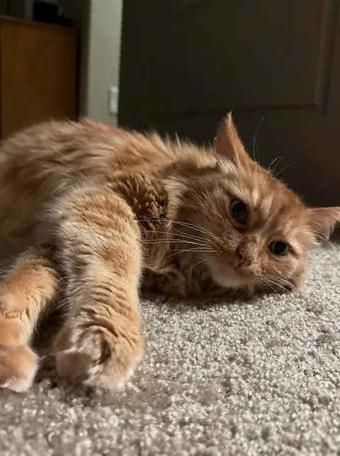 adopted 11-year-old Whiskers this past weekend