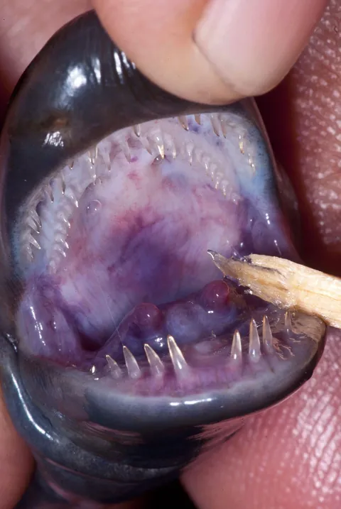 Meet one of the most disturbing animals on earth: the amphibian Atretochoana eiselti