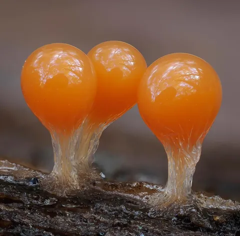 🔥 The infinitesimal, alien world of slime molds 🔥