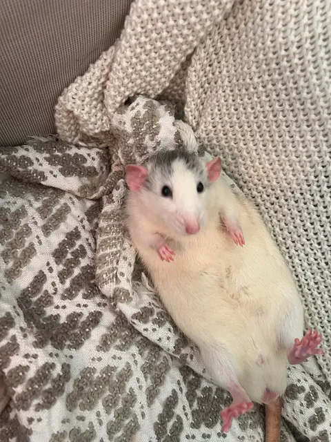 Crimes my rats committed this week