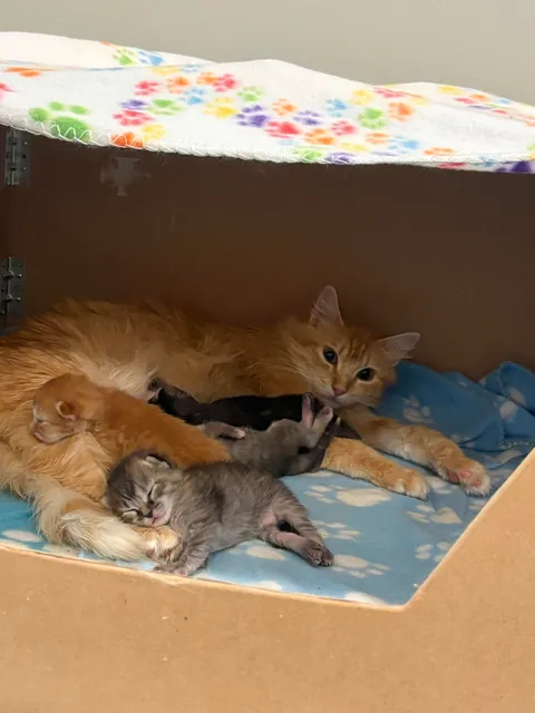 UPDATE: Took in a Feral and now I'm caring for a Litter of Kittens
