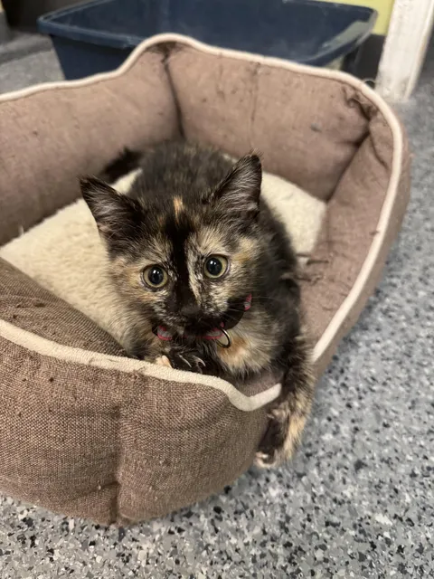 Great news! Sweetpea was adopted today!