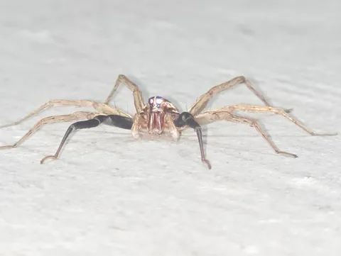 Was in garage when this wolf spider dropped by. It was chill and let me take a bunch of close-ups
