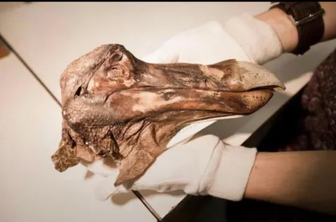 The only preserved head of the Dodo bird which has been extinct for over 300 years