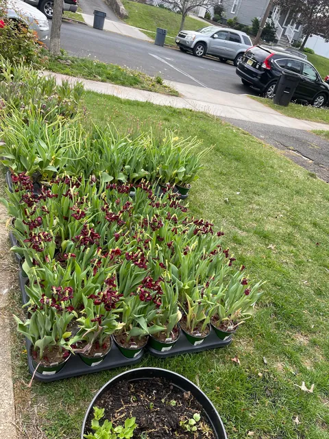 Saved Tulips from the trash today, do they stand a chance?
