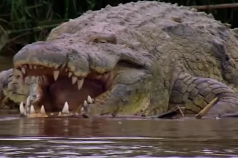 Gustave- The Man Eating Nile crocodile rumored to have killed as many as 200-300 people