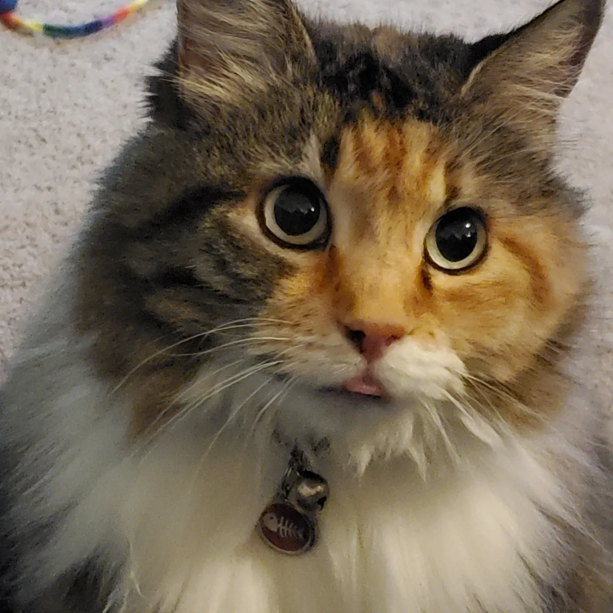 Tribute to Buster - we adopted her as a kitten 17 years ago and had to say goodbye today. She loved naan and croissants and stickers and her mortal enemy was the Xbox disc tray. She was always our babycat.