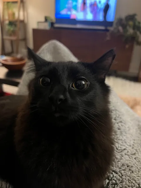 My boy Cannoli and his large eyes